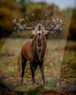 FEATURE - Brunftzeit: Röhrende Hirsche im Londoner Richmond Park