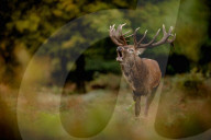 FEATURE - Brunftzeit: Röhrende Hirsche im Londoner Richmond Park