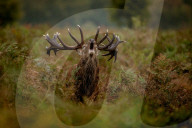 FEATURE - Brunftzeit: Röhrende Hirsche im Londoner Richmond Park