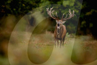 FEATURE - Brunftzeit: Röhrende Hirsche im Londoner Richmond Park