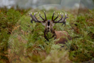 FEATURE - Brunftzeit: Röhrende Hirsche im Londoner Richmond Park