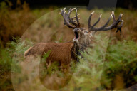 FEATURE - Brunftzeit: Röhrende Hirsche im Londoner Richmond Park