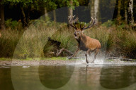 FEATURE - Brunftzeit: Röhrende Hirsche im Londoner Richmond Park