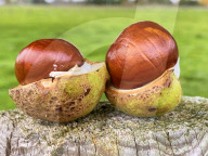 FEATURE -  Edelkastanien zieren einen Garten im bayerischen Marktoberdorf