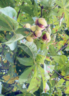 FEATURE -  Edelkastanien zieren einen Garten im bayerischen Marktoberdorf