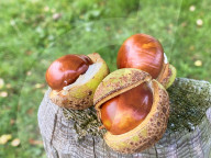 FEATURE -  Edelkastanien zieren einen Garten im bayerischen Marktoberdorf