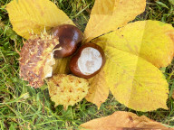 FEATURE -  Edelkastanien zieren einen Garten im bayerischen Marktoberdorf