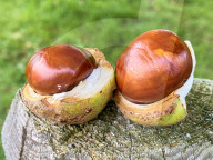 FEATURE -  Edelkastanien zieren einen Garten im bayerischen Marktoberdorf
