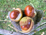 FEATURE -  Edelkastanien zieren einen Garten im bayerischen Marktoberdorf