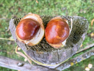 FEATURE -  Edelkastanien zieren einen Garten im bayerischen Marktoberdorf
