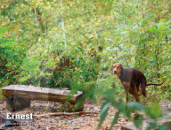 FEATURE -  Kalender mit kackenden Hunde wird wieder aufgelegt