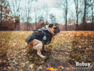FEATURE -  Kalender mit kackenden Hunde wird wieder aufgelegt