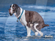 FEATURE -  Kalender mit kackenden Hunde wird wieder aufgelegt