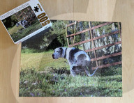 FEATURE -  Kalender mit kackenden Hunde wird wieder aufgelegt