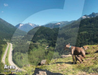 FEATURE -  Kalender mit kackenden Hunde wird wieder aufgelegt