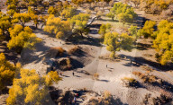 FEATURE - Die Schönheit des "goldenen Waldes" in Alxa, Innere Mongolei