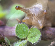 FEATURE - Hungrige Bananenschnecke