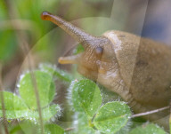 FEATURE - Hungrige Bananenschnecke