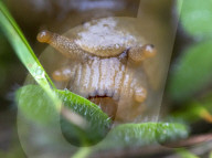FEATURE - Hungrige Bananenschnecke