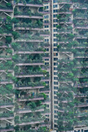 FEATURE -  "Vertikaler Wald" begrünt Wohnhaus in Chengdu 