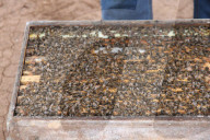 Meet the bee brokers: 'You never stop learning about bees, they're just incredible'.
While Covid confines humans to their homes, insects are chauffeured around the country in Australia‚Äôs largest livestock movement