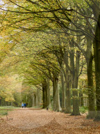 Walkers enjoy the autumn colours of the park at Felbrigg Hall in Norfolk