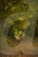 Autumn colours - Sussex