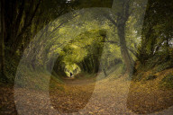 Autumn colours - Sussex