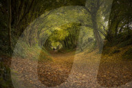 Autumn colours - Sussex