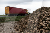 REPORTAGE - Anbau von Zuckerrüben in Laon
, Frankreich