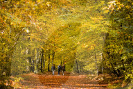 FEATURE - Herbstliche Farben im Burnham Beeches National Park in Buckinghamshire, Südostengland