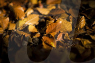 FEATURE - Herbstliche Farben im Burnham Beeches National Park in Buckinghamshire, Südostengland