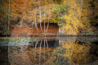 FEATURE - Herbstliche Farben im Burnham Beeches National Park in Buckinghamshire, Südostengland