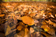 FEATURE - Herbstliche Farben im Burnham Beeches National Park in Buckinghamshire, Südostengland