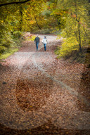 FEATURE - Herbstliche Farben im Burnham Beeches National Park in Buckinghamshire, Südostengland