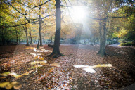 FEATURE - Herbstliche Farben im Burnham Beeches National Park in Buckinghamshire, Südostengland