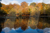 FEATURE - Herbstliche Farben im Burnham Beeches National Park in Buckinghamshire, Südostengland