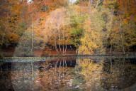 FEATURE - Herbstliche Farben im Burnham Beeches National Park in Buckinghamshire, Südostengland