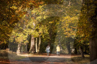 FEATURE - Herbstliche Farben im Burnham Beeches National Park in Buckinghamshire, Südostengland