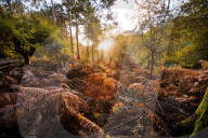 FEATURE - Herbstliche Farben im Burnham Beeches National Park in Buckinghamshire, Südostengland