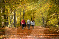 FEATURE - Herbstliche Farben im Burnham Beeches National Park in Buckinghamshire, Südostengland
