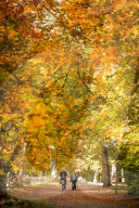 FEATURE - Herbstliche Farben im Burnham Beeches National Park in Buckinghamshire, Südostengland