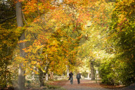 FEATURE - Herbstliche Farben im Burnham Beeches National Park in Buckinghamshire, Südostengland