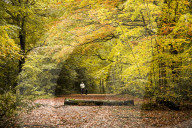 FEATURE - Herbstliche Farben im Burnham Beeches National Park in Buckinghamshire, Südostengland