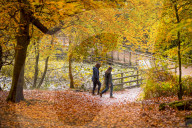 FEATURE - Herbstliche Farben im Burnham Beeches National Park in Buckinghamshire, Südostengland