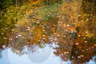 FEATURE - Herbstliche Farben im Burnham Beeches National Park in Buckinghamshire, Südostengland