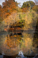 FEATURE - Herbstliche Farben im Burnham Beeches National Park in Buckinghamshire, Südostengland