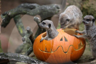 FEATURE - Halloween im Zoo von Hannover