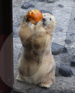 FEATURE - Halloween im Zoo von Hannover
