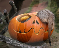 FEATURE - Halloween im Zoo von Hannover